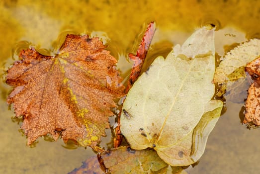 Fallen yellow leaves on the water to board in autumn