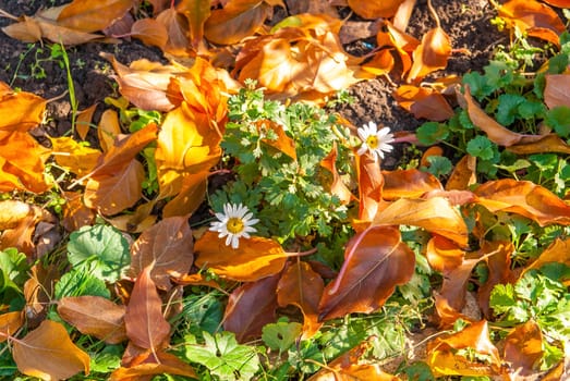 yellow  autumn leaves on the background on green grass