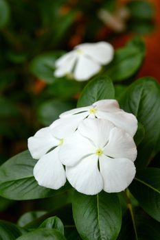 White Periwinkle Flower with Yellow Center - Madagascar Periwinkle (catharanthus roseus)