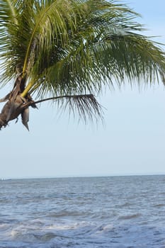 coconut tree at the seaside