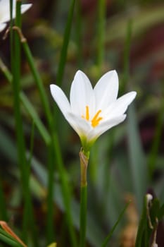 white crocus flowers