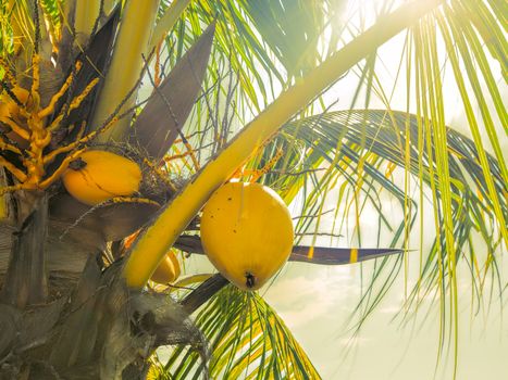 Tropical coconut palm tree with yellow coconuts