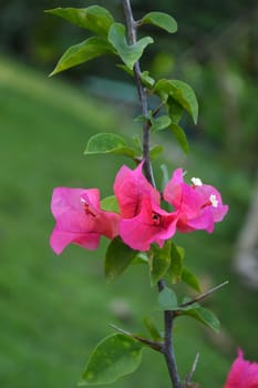 bougainvillea spectabilis