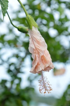 bright orange hibiscus flower