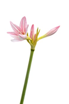 white amaryllis flower with red white striped (Amaryllidaceae) on white background