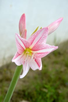 white amaryllis flower with red white striped (Amaryllidaceae) 