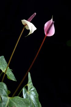 Flamingo Flower (Anthurium) on black background