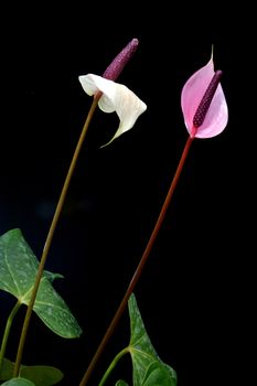 Flamingo Flower (Anthurium) on black background