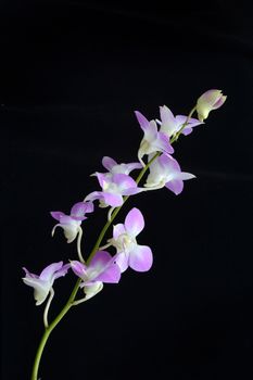 Dendrobium orchid on black background