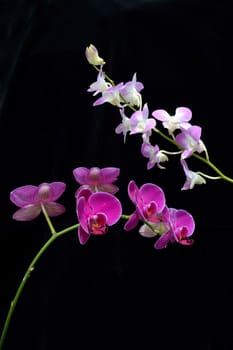 two kind of orchid flower (Phalaenopsis amabilis)  on black background