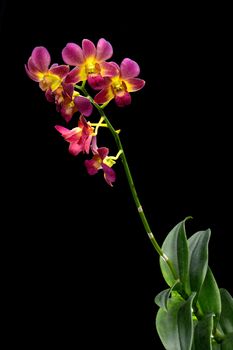 Dendrobium orchid on black background