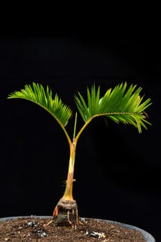 bonsai palm tree on black background