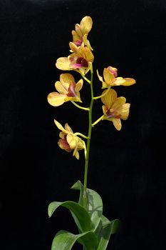 Dendrobium orchid on black background
