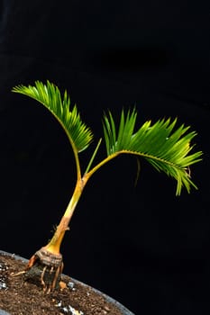 bonsai palm tree on black background