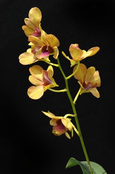 Dendrobium orchid on black background