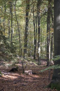 autum forest in bad bentheim germany