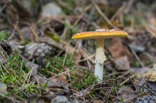 Amanita muscaria or fly agaric fungus in german nature