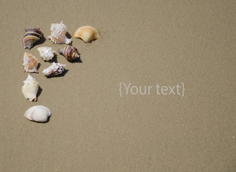 Beautifull seashells on on beach's sand in sunnny day