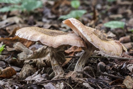 single fungus in autumn forest with leaves 