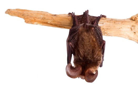 bat close up on a white background