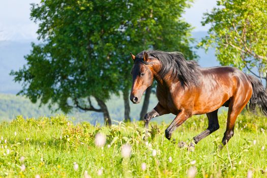 bay horse goes on a green meadow