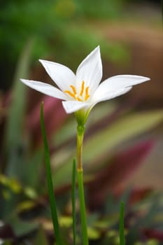 white crocus flowers