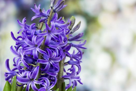 blooming hyacinth flowers (hyacinthus)