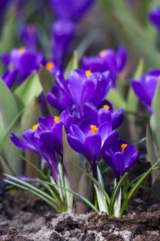  blooming crocus flowers