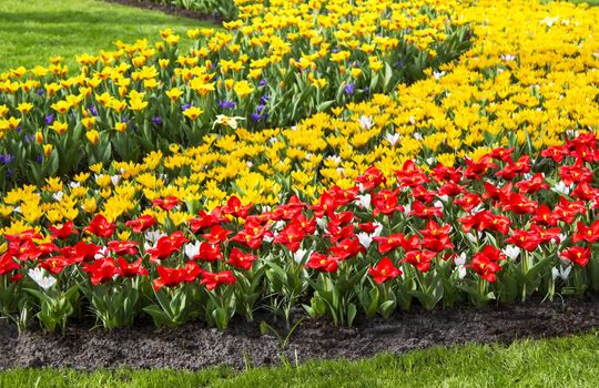 Beautiful flowers in Keukenhof Garden