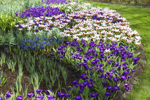 Colorful spring flowers in the park