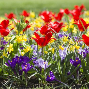 Colorful spring flowers in the park