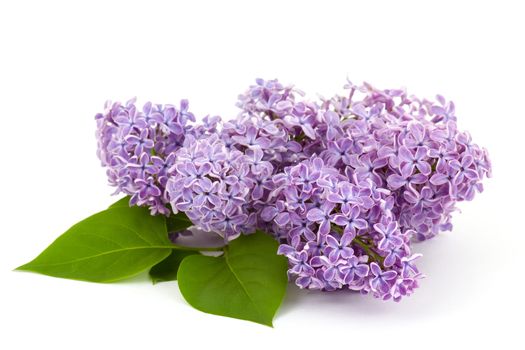 Blooming lilac flowers