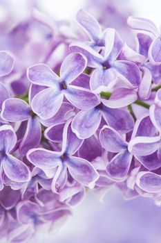 Blooming lilac flowers. Abstract background. Macro photo.