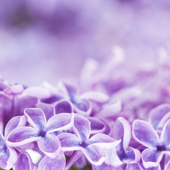 Blooming lilac flowers. Abstract background. Macro photo.