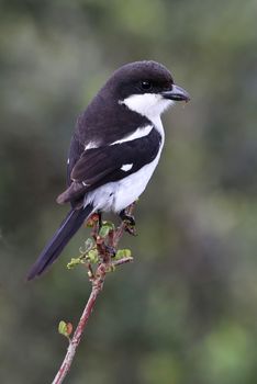 Fiscal Shrike Bird looking out from on the top of a branch