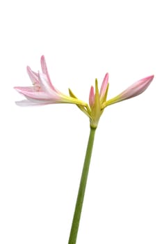 white amaryllis flower with red white striped (Amaryllidaceae) on white background