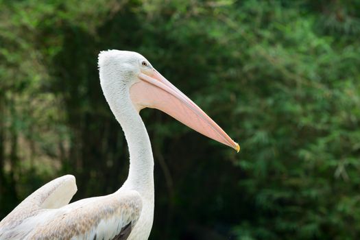 Great white pelican bird (Pelecanus onocrotalus) with green trees on background