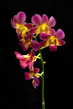 Dendrobium orchid on black background