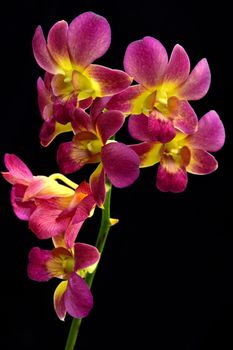 Dendrobium orchid on black background