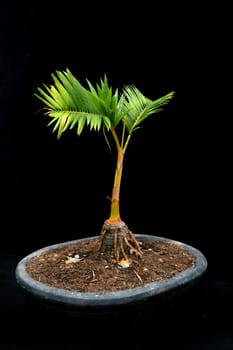 bonsai palm tree on black background