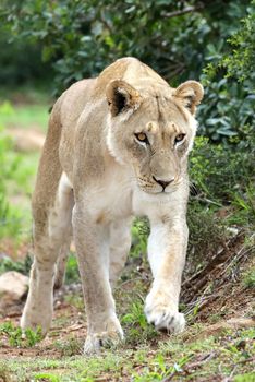 Beuatiful African lioness stalking through the bush