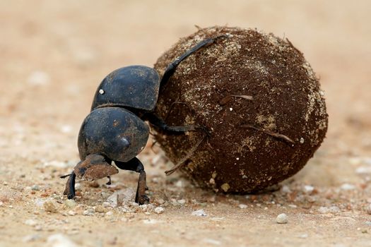 Flighless Dung Beetle Rolling Ball of Dung for Breeding