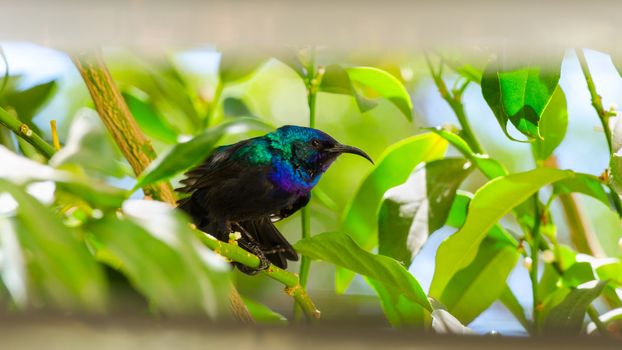 Little sunbird sitting on citrus tree through the window with louvers