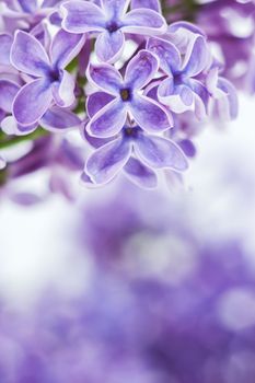 Blooming lilac flowers. Abstract background. Macro photo.