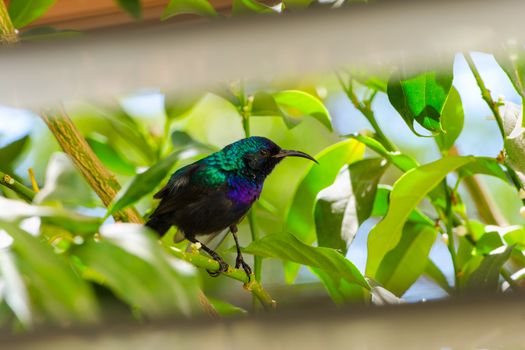 Palestine sunbird outside the window sitting in foliage of citrus tree