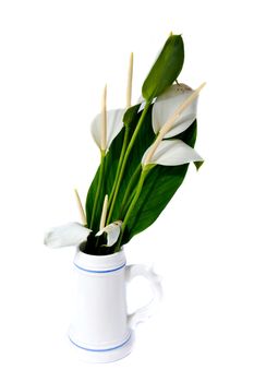 white Flamingo Flower (Anthurium) on white
background