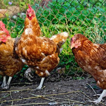 Several brown chicken on a background of black soil and green grass in the henhouse