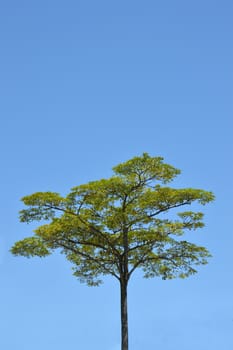 big tree against blue sky