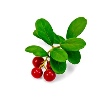 Branch with leaves and red berries ripe lingonberries isolated on white background