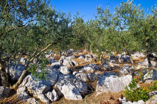 Olve tree grove in stone landscape, Dalmatia, Croatia